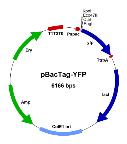 PBT006 Vector Map